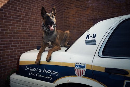 Pentagon Appoints Former DOGE Official to Lead AI Strategy Amid Military Tech War