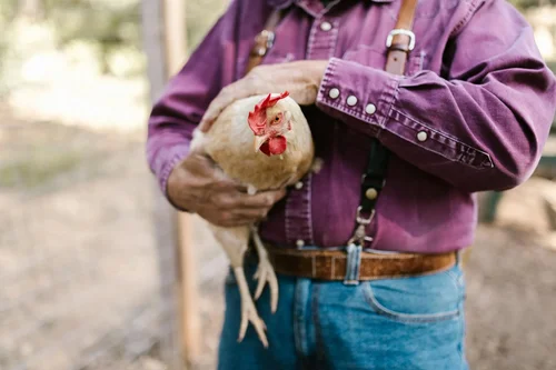 ANSA Suspends Ukrainian Poultry Meat Imports Over Safety Concerns