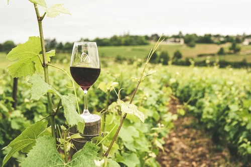 Grapevine of Discord: Ukraine's Wine Embargo Threatens Moldova with $35 Million Losses