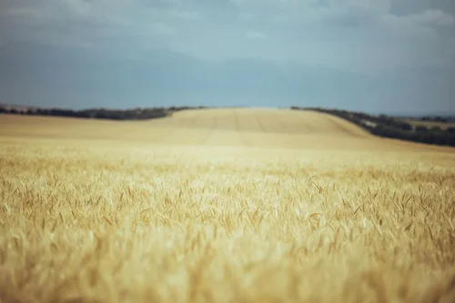 Moldova and Belarus to Deepen Agricultural Partnership: Strategic Protocol Signed in 2026